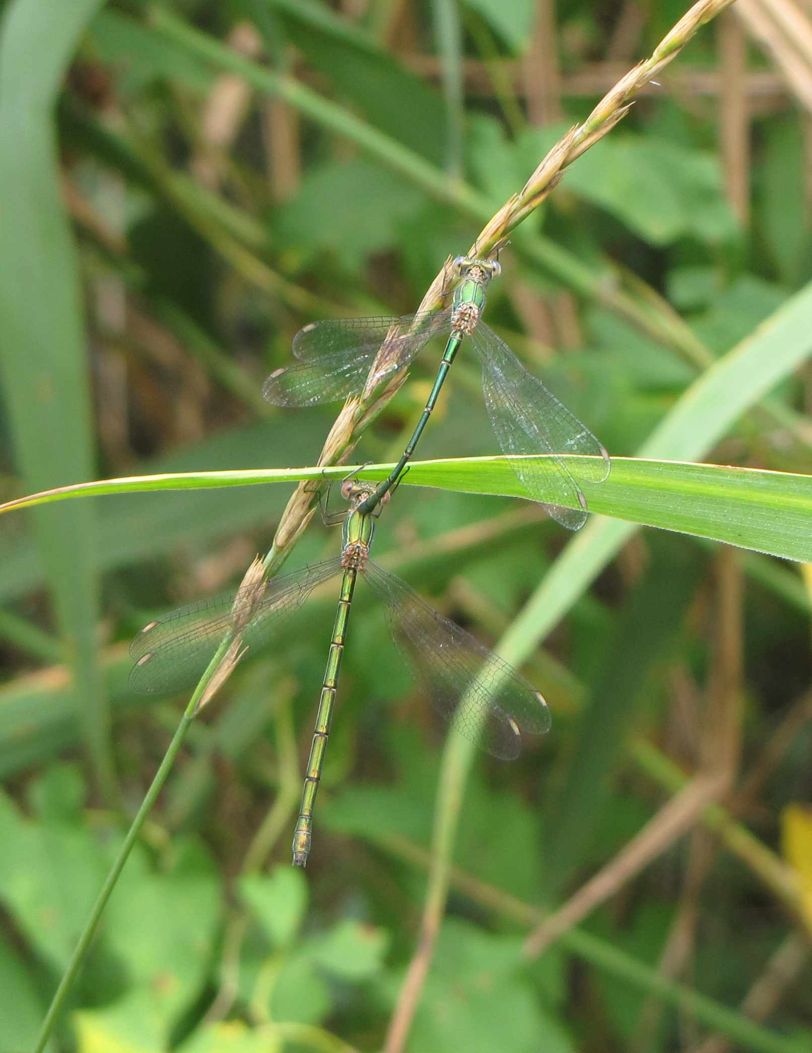 Chalcolestes: viridis o parvidens?